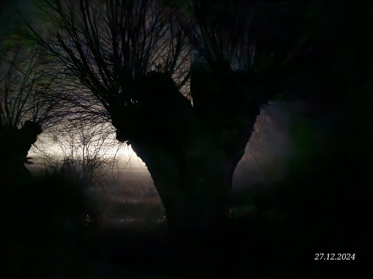 Alte Weide bei Nacht in gruseligem Licht.