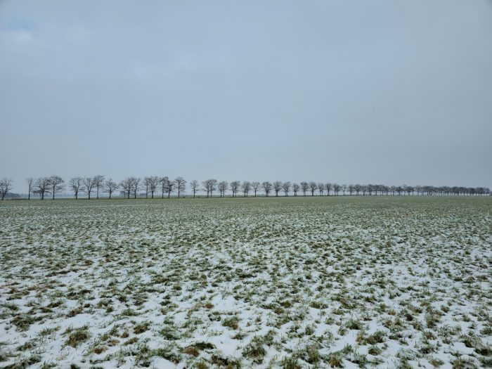 Winterfeld mit Baumreihe
